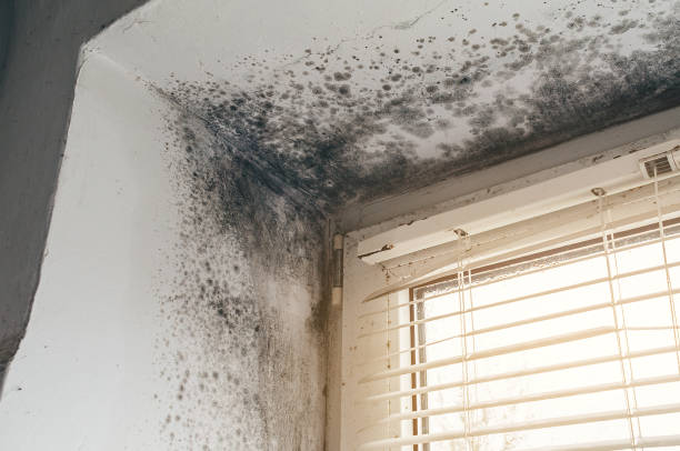 Affordable Crawl Space Mold Removal solutions in Olivia, NC